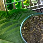 Building Daily Wellness Routines With Carefully Selected Kratom Strain Choices