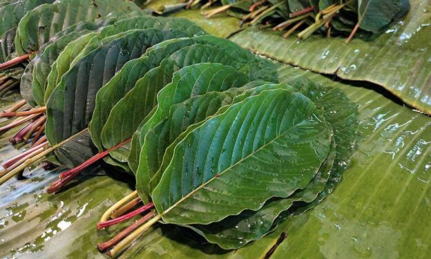 best kratom for energy 
