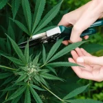 Updated Is Delta 8 Legal in Florida Laws Reflect Regulatory Changes