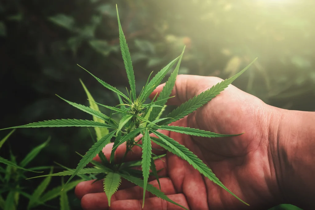 is delta 8 legal in florida
